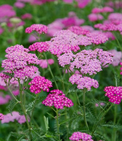 Achillea millefolium 'Cerise Queen'